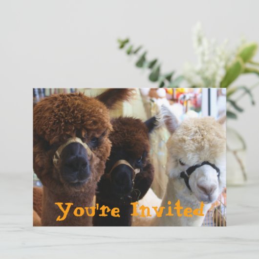 Invitation de lama de lama (Debout devant)