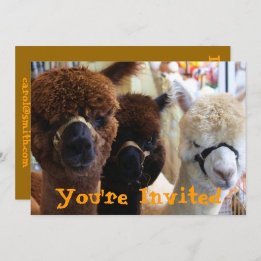 Invitation de lama de lama (Devant / Derrière)