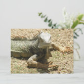 Invitation de lézard d'iguane (Debout devant)