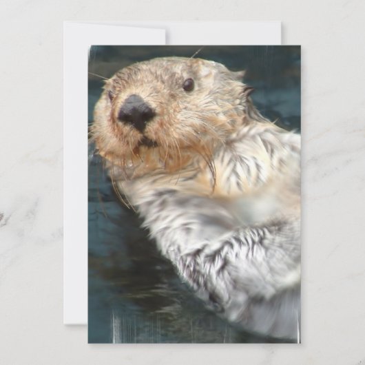 Invitation de loutres de mer (Devant)