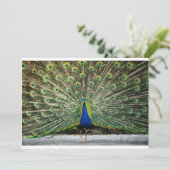 Invitation de M. Peacock (Debout devant)