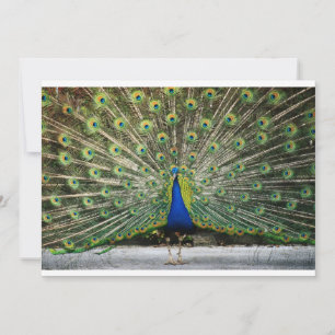 Invitation de M. Peacock