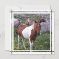 Invitation de Paint Horse