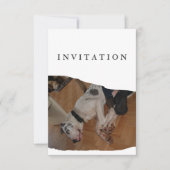 Invitation de photo de Grand Danois (Devant)