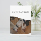 Invitation de photo de Grand Danois (Debout devant)