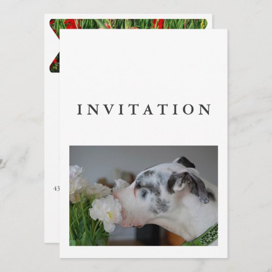Invitation de photo de Grand Danois (Devant / Derrière)