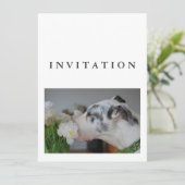 Invitation de photo de Grand Danois (Debout devant)