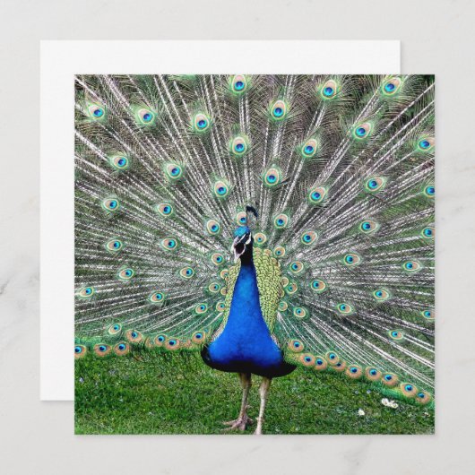 Invitation de plume de paon (Devant / Derrière)