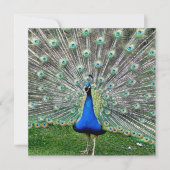 Invitation de plume de paon (Devant)