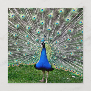 Invitation de plume de paon