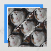 invitation de porcs de Guinée (Devant / Derrière)