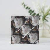 invitation de porcs de Guinée (Debout devant)