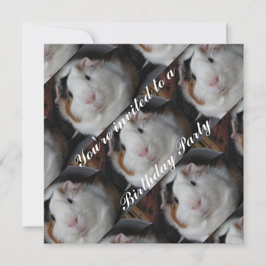 invitation de porcs de Guinée (Devant)