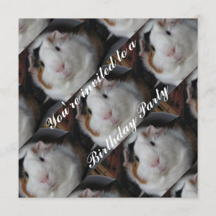 invitation de porcs de Guinée