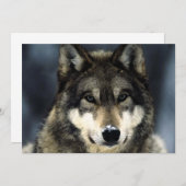 Invitation de portrait de loup (Devant / Derrière)