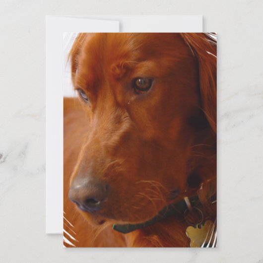 Invitation de poseur irlandais (Devant)