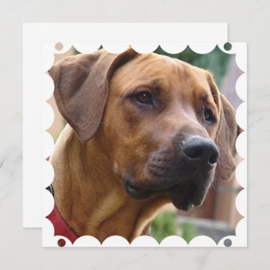 Invitation de Rhodesian Ridgeback (Devant / Derrière)