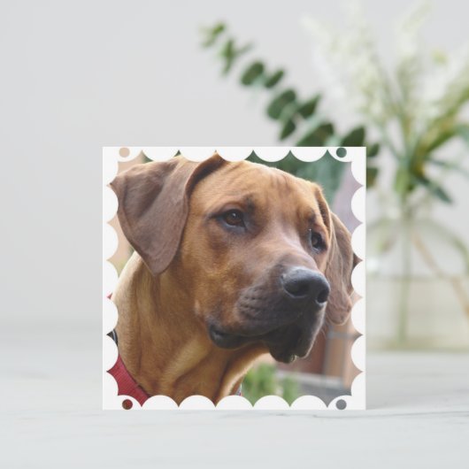 Invitation de Rhodesian Ridgeback (Debout devant)