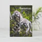 Invitation de Ring Lemur (Debout devant)