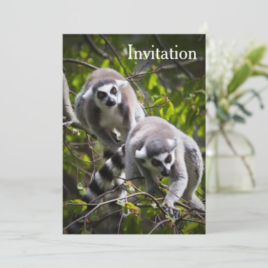 Invitation de Ring Lemur (Debout devant)