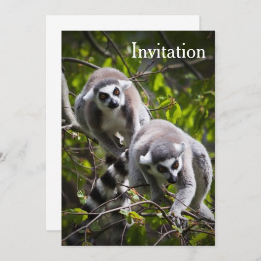 Invitation de Ring Lemur (Devant / Derrière)