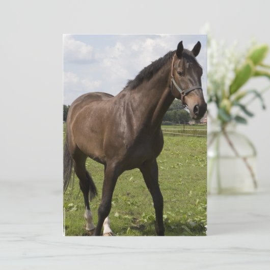 Invitation de Thoroughbred Horse (Debout devant)