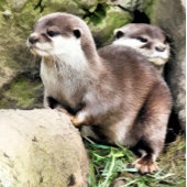 INVITATION DES OTTERS