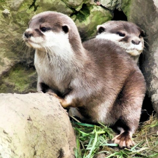 INVITATION DES OTTERS