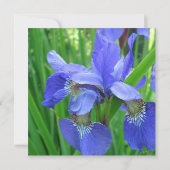 Invitation des parents des mariés, iris bleu (Dos)