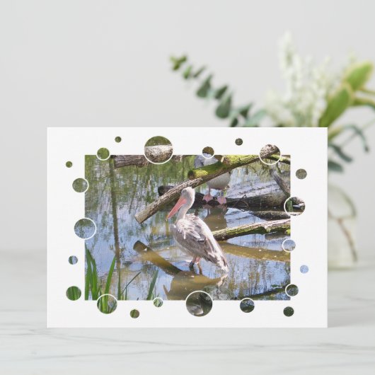 INVITATION DES PELICANS (Debout devant)