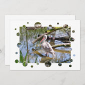 INVITATION DES PELICANS (Devant / Derrière)