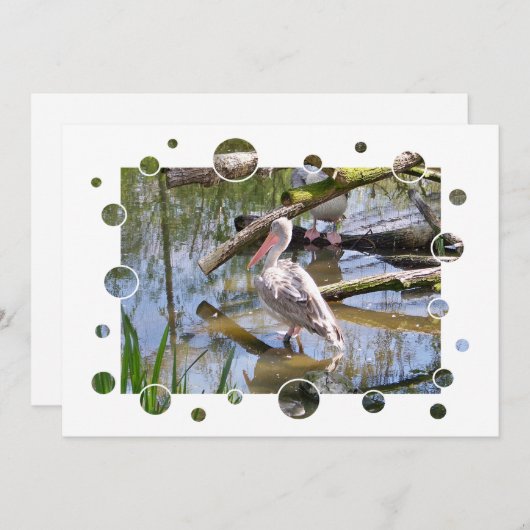 INVITATION DES PELICANS (Devant / Derrière)