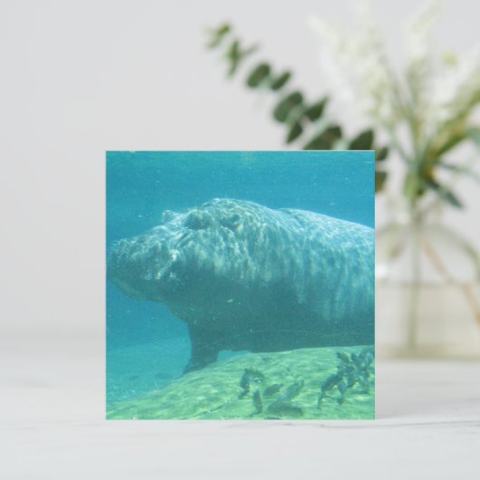 Invitation d'Hippopotame (Debout devant)