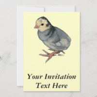 Dinde Poult Blue Slate