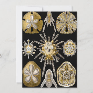 Invitation Dollars de sable d'oursins de mer vintage par Erns