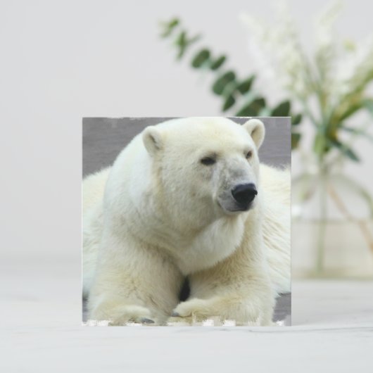 Invitation d'ours blanc (Debout devant)