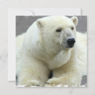 Invitation d'ours blanc