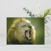 Invitation du lion rugissant (Debout devant)