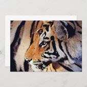 Invitation du tigre (Devant / Derrière)