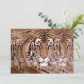 Invitation du tigre (Debout devant)