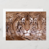 Invitation du tigre (Devant / Derrière)