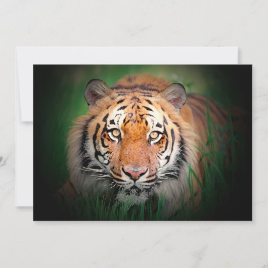 Invitation du tigre (Devant)