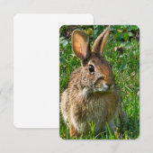 Invitation Eastern cottontail rabbit (Devant / Derrière)