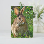 Invitation Eastern cottontail rabbit (Debout devant)