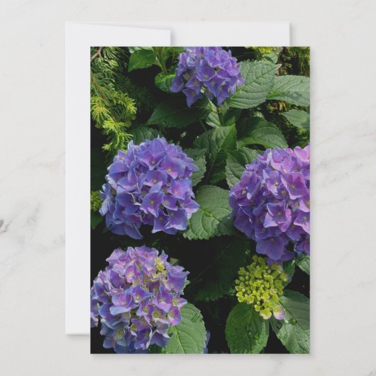 Invitation Elégant bleu violet hydrangée Mariage (Dos)