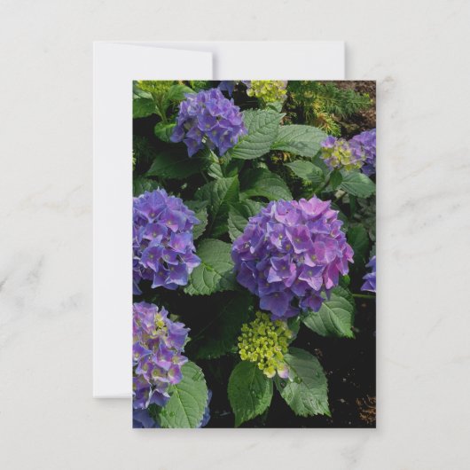 Invitation Élégant Mariage hydrangea rose violet modèle (Dos)