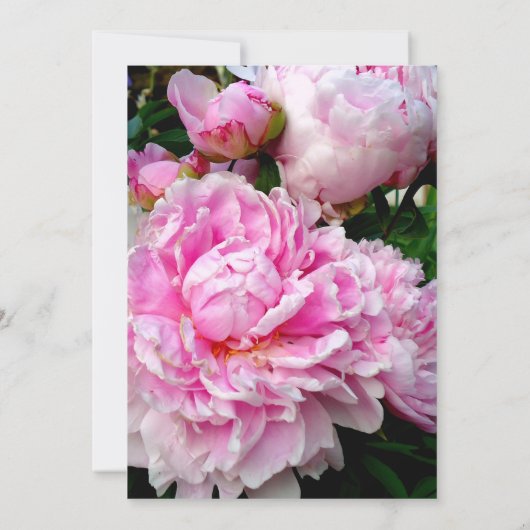 Invitation Elégant rose blanc poitrine rose douche nuptiale (Dos)