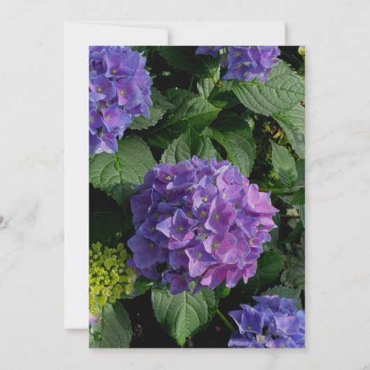 Invitation Elégante douche nuptiale hydrangée rose violet (Dos)