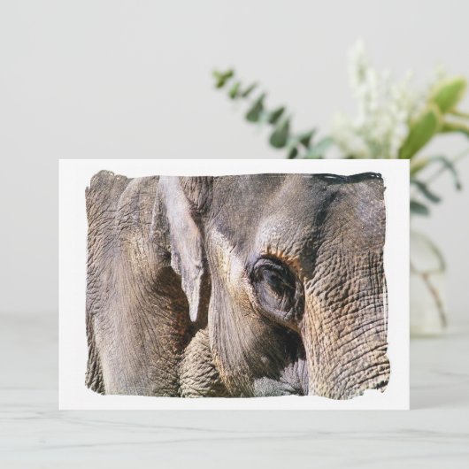 Invitation ELEPHANT (Debout devant)