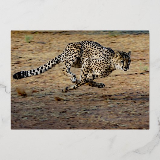 Invitation En Aluminium Faune Brown courir Cheetah Anniversaire Or (Verso)